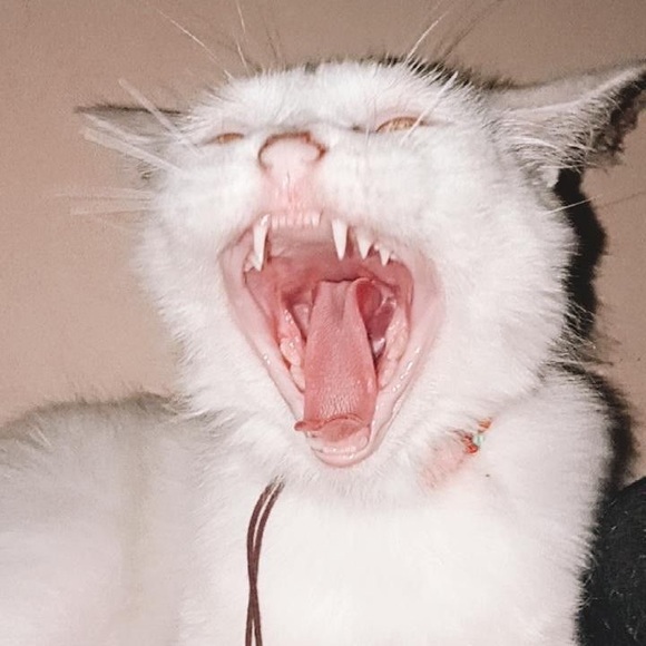 Meet your Posher, シ - Picture 1 of 1